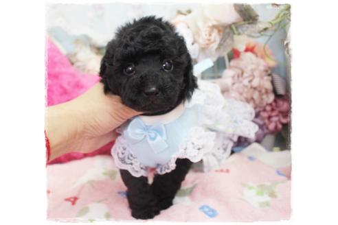 成約済の岡山県のトイプードル-98320の4枚目